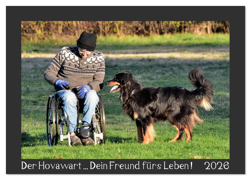 Der Hovawart... Dein Freund fürs Leben ! (CALVENDO Wandkalender 2026)