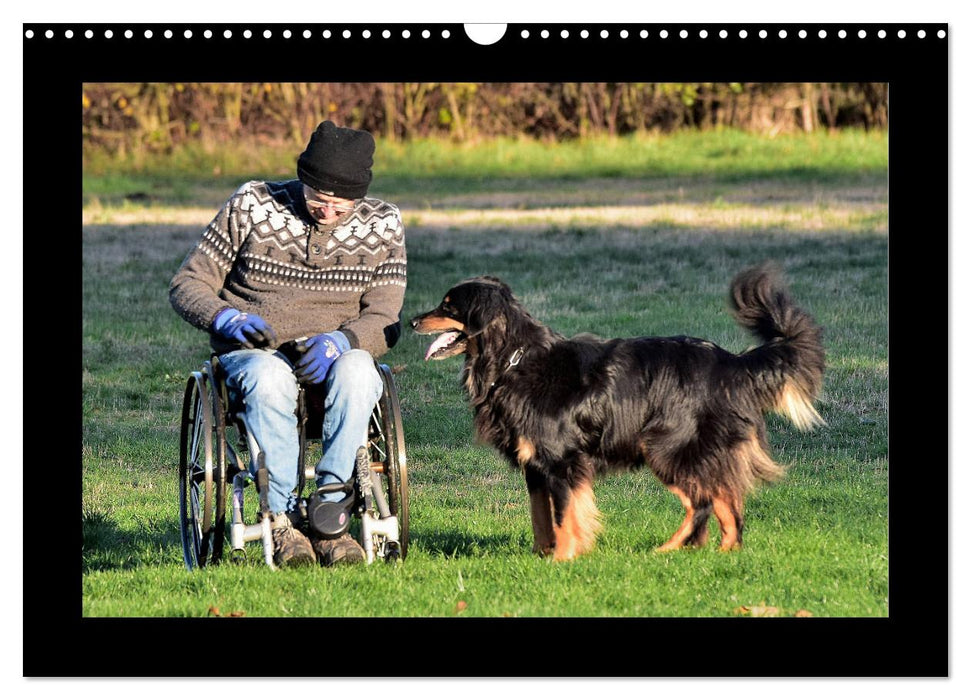 Der Hovawart... Dein Freund fürs Leben ! (CALVENDO Wandkalender 2026)