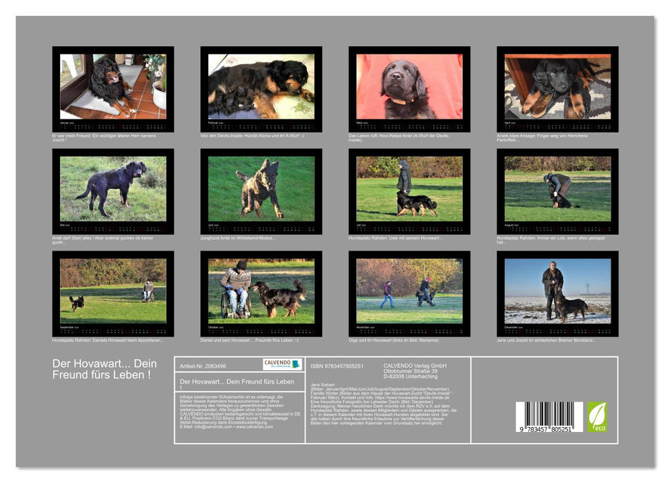 Der Hovawart... Dein Freund fürs Leben ! (CALVENDO Wandkalender 2026)