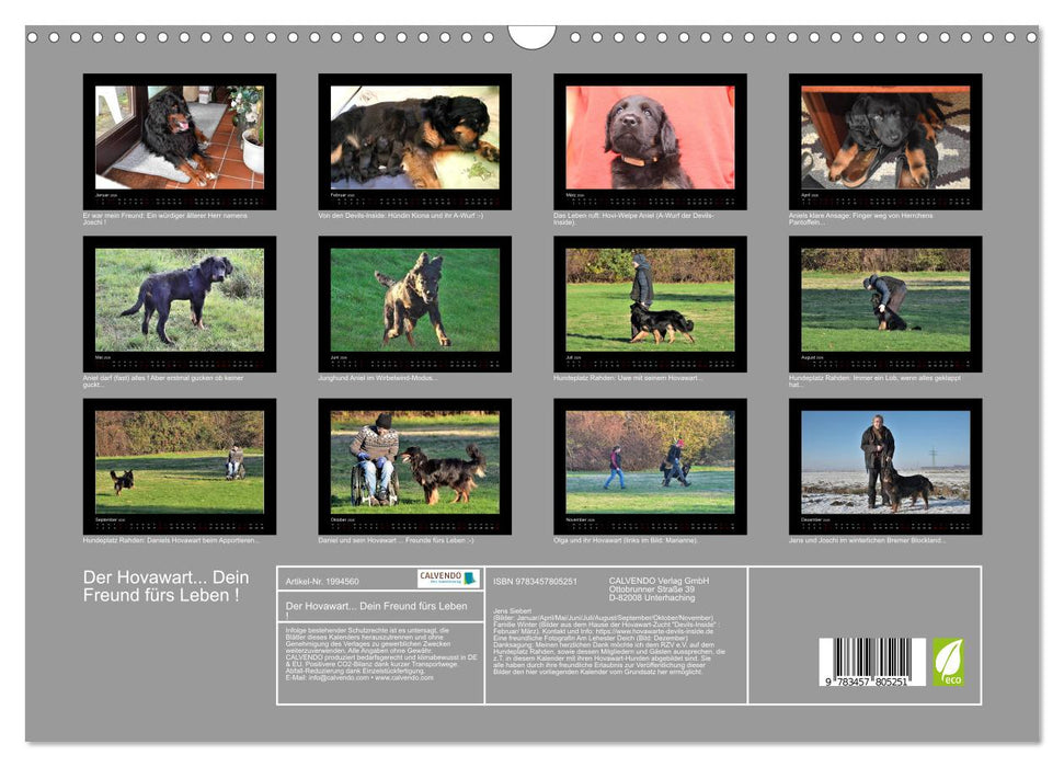 Der Hovawart... Dein Freund fürs Leben ! (CALVENDO Wandkalender 2026)