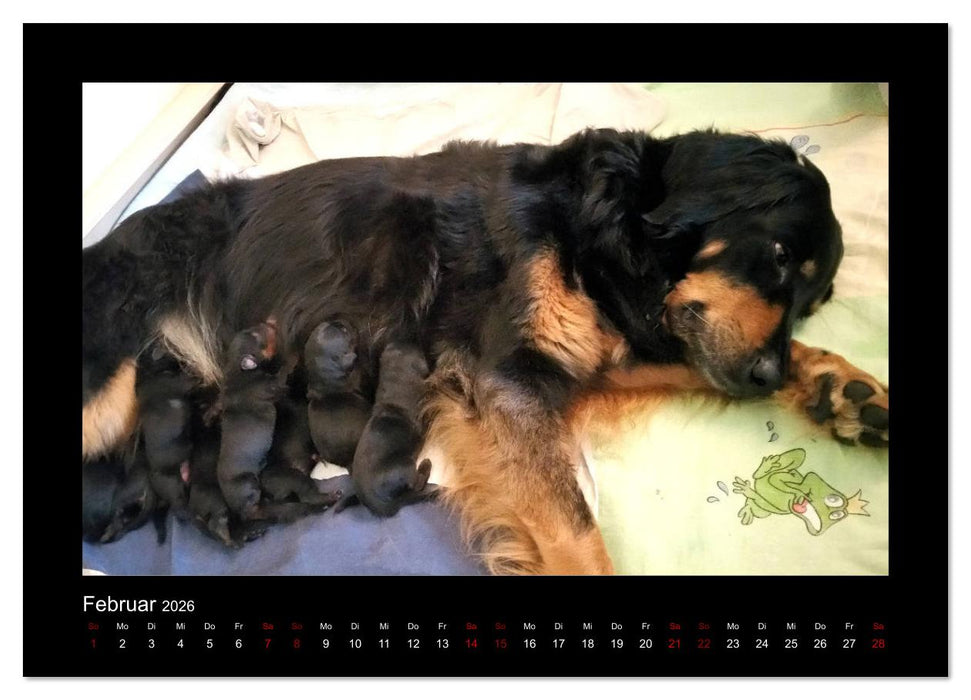 Der Hovawart... Dein Freund fürs Leben ! (CALVENDO Wandkalender 2026)