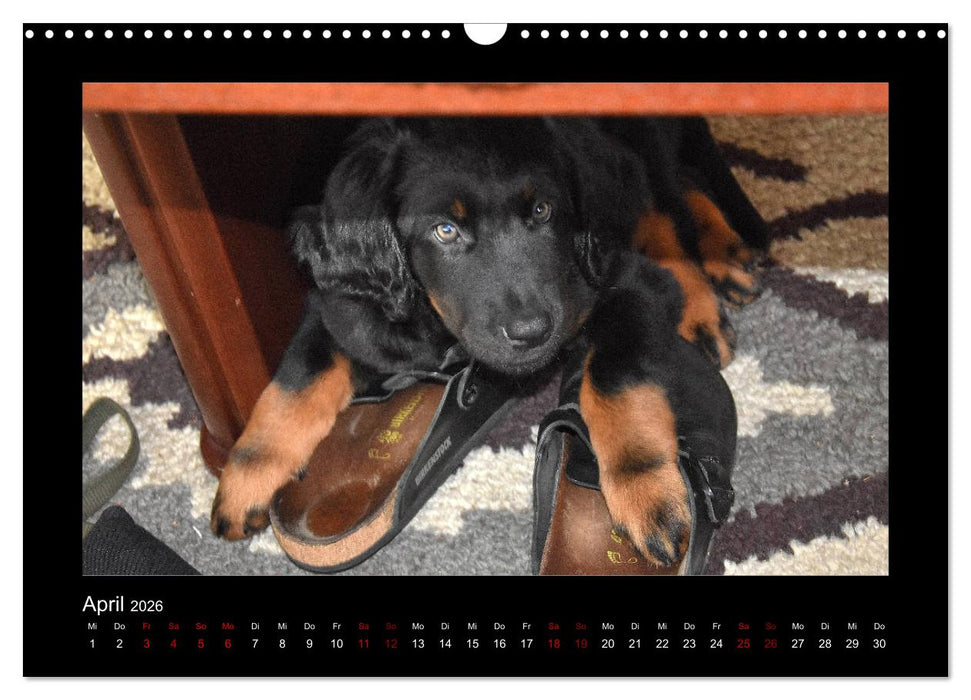 Der Hovawart... Dein Freund fürs Leben ! (CALVENDO Wandkalender 2026)