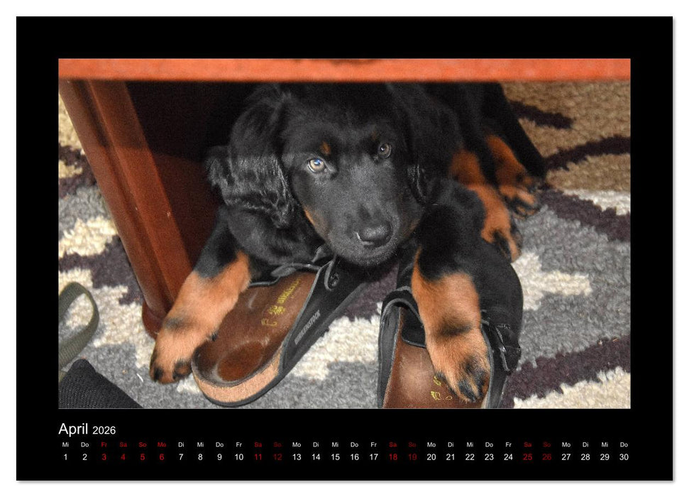 Der Hovawart... Dein Freund fürs Leben ! (CALVENDO Wandkalender 2026)