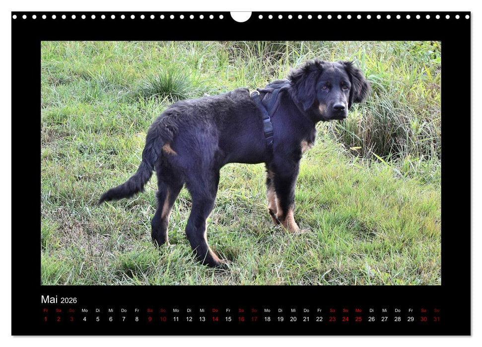 Der Hovawart... Dein Freund fürs Leben ! (CALVENDO Wandkalender 2026)