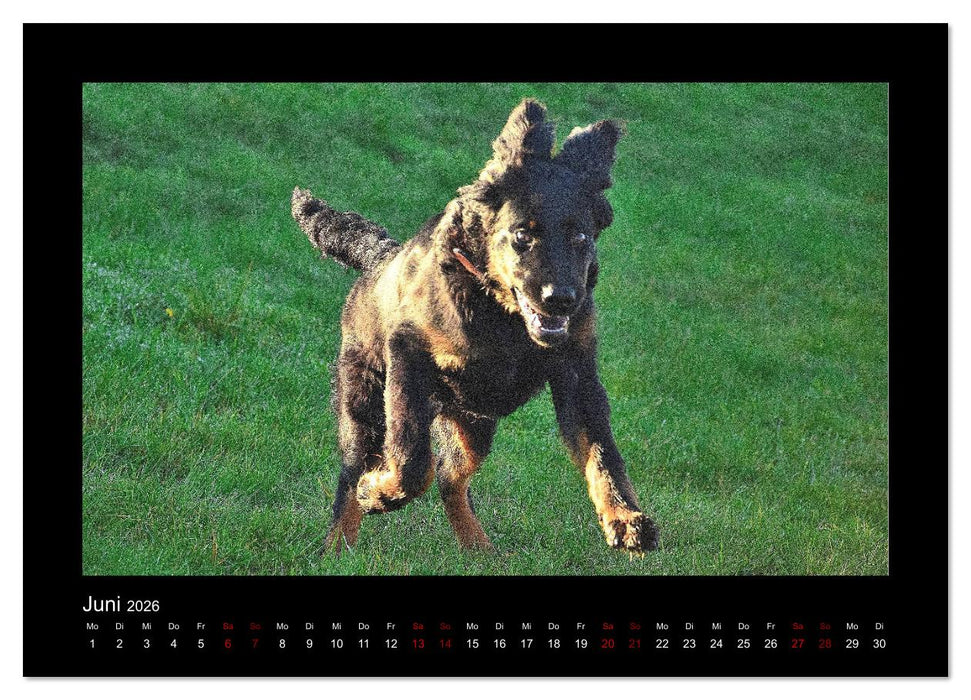 Der Hovawart... Dein Freund fürs Leben ! (CALVENDO Wandkalender 2026)