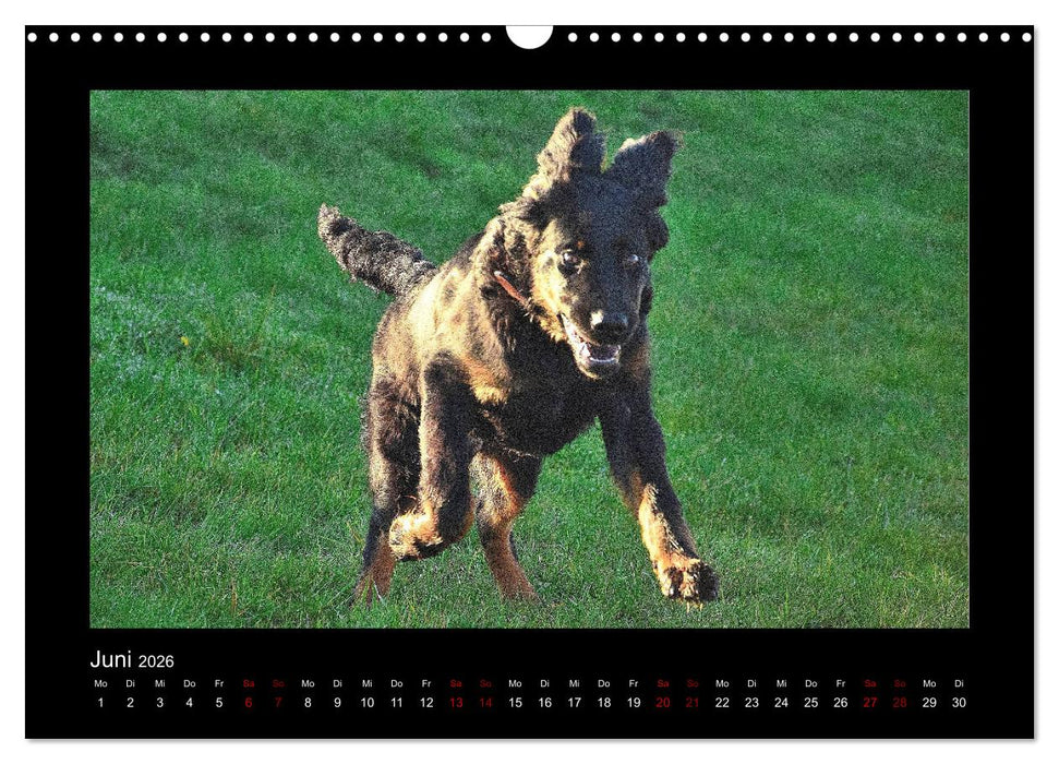 Der Hovawart... Dein Freund fürs Leben ! (CALVENDO Wandkalender 2026)