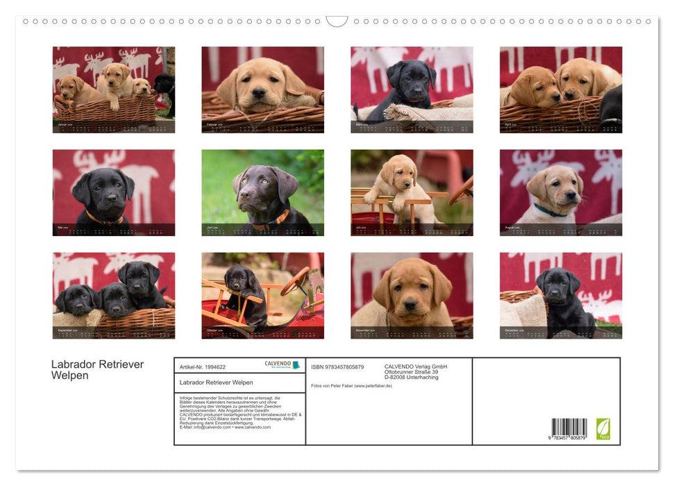 Labrador Retriever Welpen (CALVENDO Wandkalender 2026)