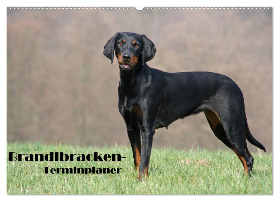 Der Brandlbracken-Terminplaner (CALVENDO Wandkalender 2026)