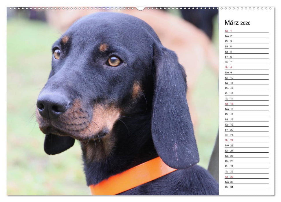 Der Brandlbracken-Terminplaner (CALVENDO Wandkalender 2026)