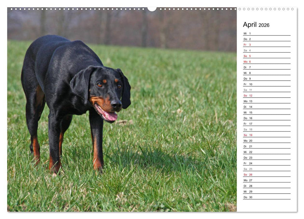 Der Brandlbracken-Terminplaner (CALVENDO Wandkalender 2026)