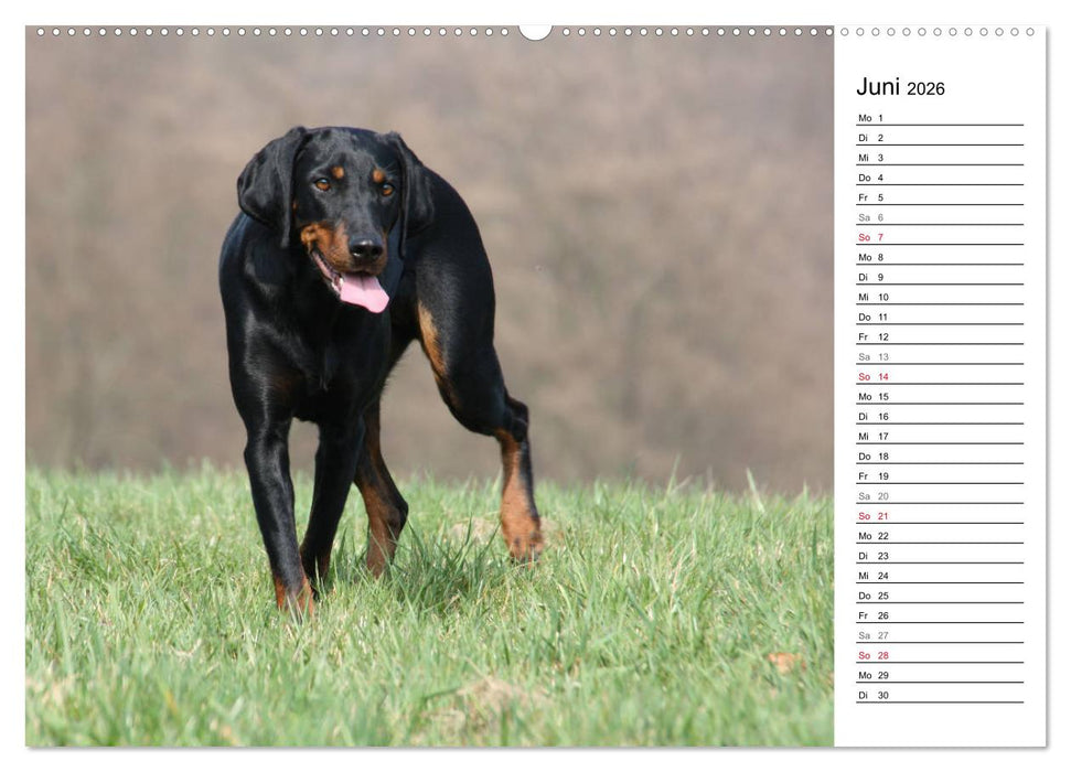 Der Brandlbracken-Terminplaner (CALVENDO Wandkalender 2026)