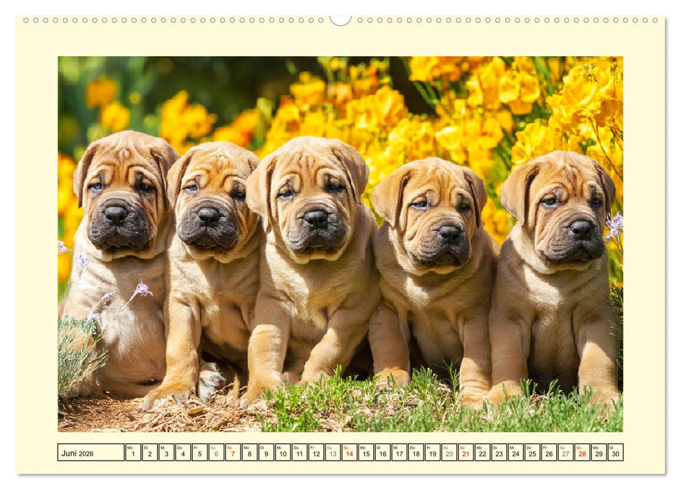 Der Tosa Inu. Japans legendärer Mastiff (CALVENDO Wandkalender 2026)