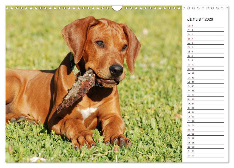 Rhodesian Ridgeback Terminkalender (CALVENDO Wandkalender 2026)