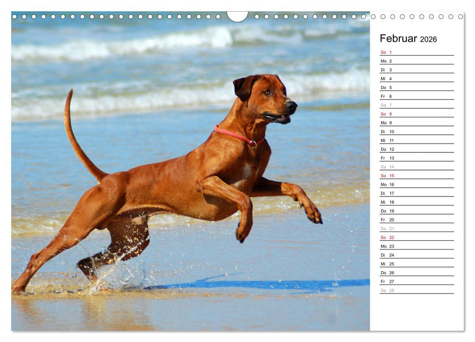 Rhodesian Ridgeback Terminkalender (CALVENDO Wandkalender 2026)