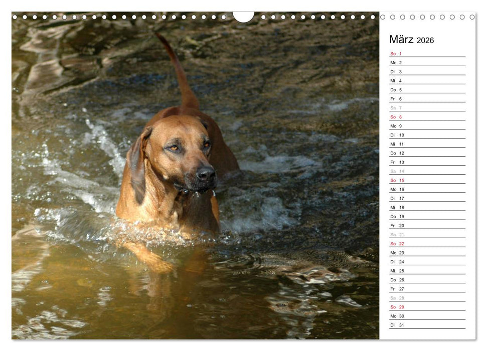 Rhodesian Ridgeback Terminkalender (CALVENDO Wandkalender 2026)