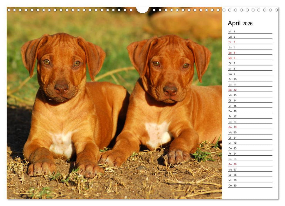 Rhodesian Ridgeback Terminkalender (CALVENDO Wandkalender 2026)