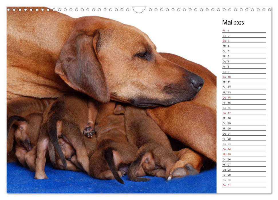 Rhodesian Ridgeback Terminkalender (CALVENDO Wandkalender 2026)