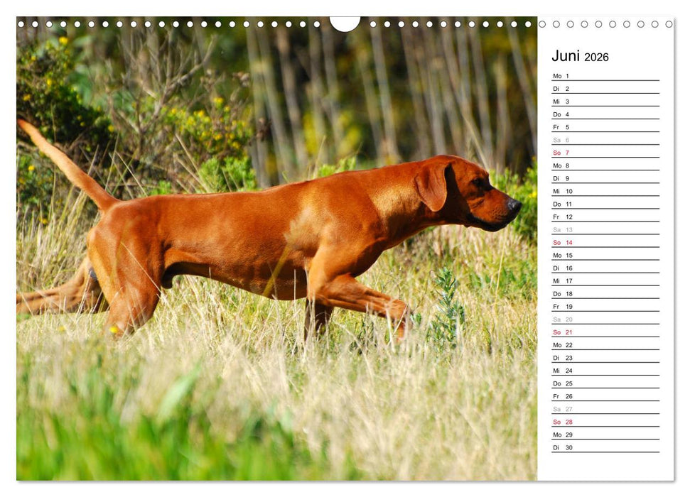 Rhodesian Ridgeback Terminkalender (CALVENDO Wandkalender 2026)