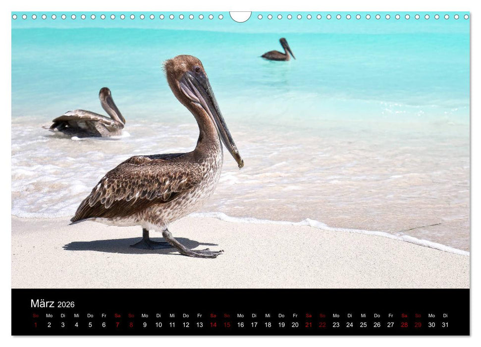 Kuba Varadero 2026 Leben im Paradies (CALVENDO Wandkalender 2026)