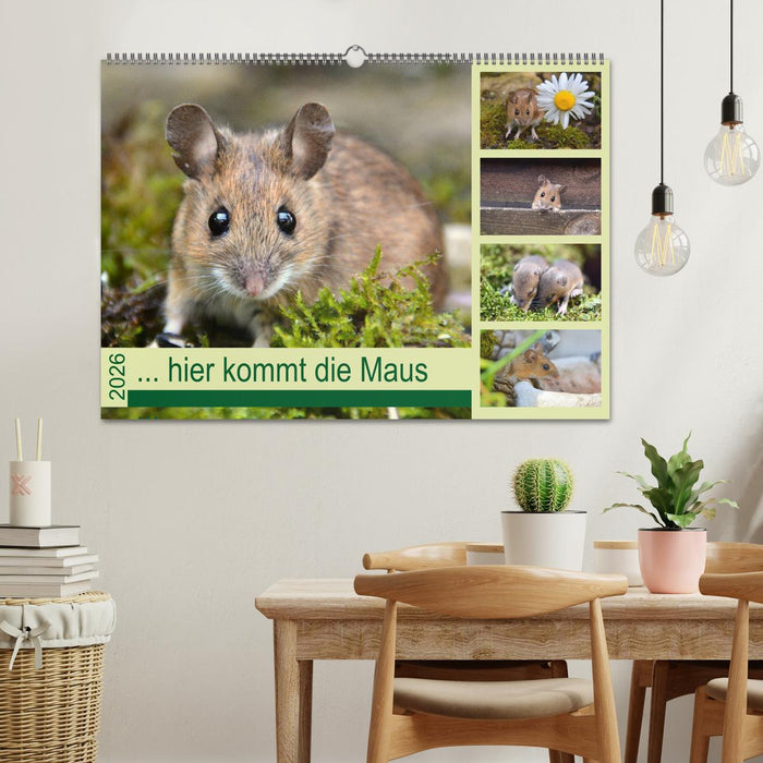 ... hier kommt die Maus ... (CALVENDO Wandkalender 2026)