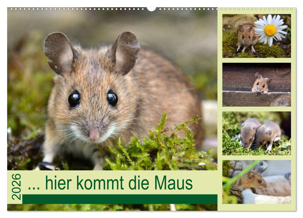 ... hier kommt die Maus ... (CALVENDO Wandkalender 2026)