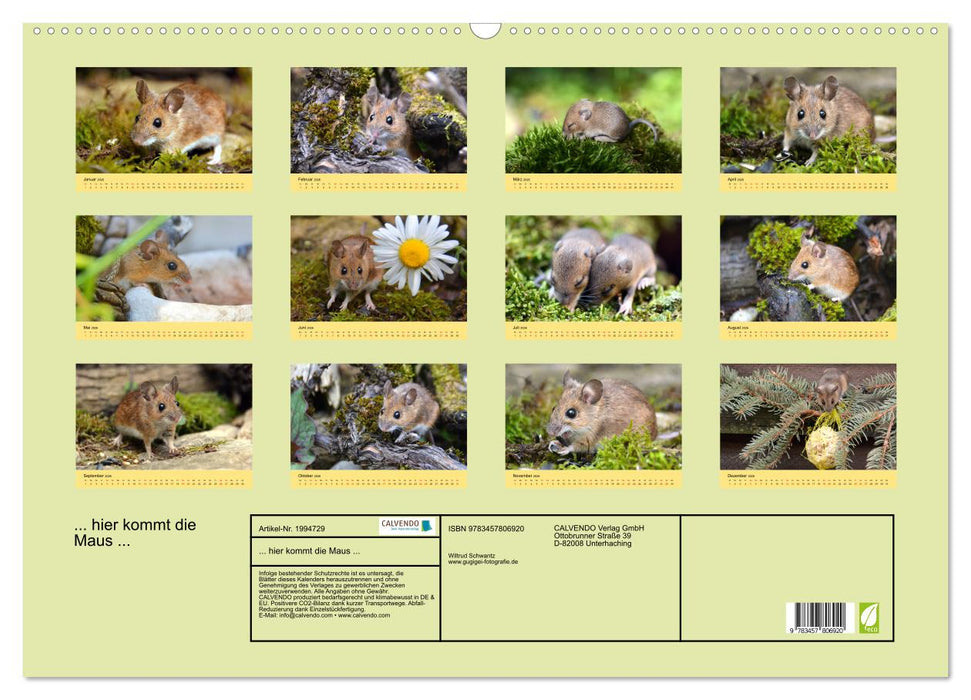 ... hier kommt die Maus ... (CALVENDO Wandkalender 2026)