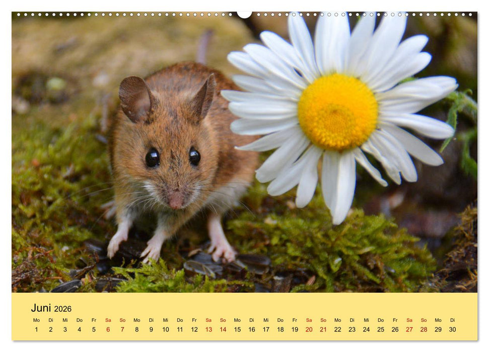 ... hier kommt die Maus ... (CALVENDO Wandkalender 2026)
