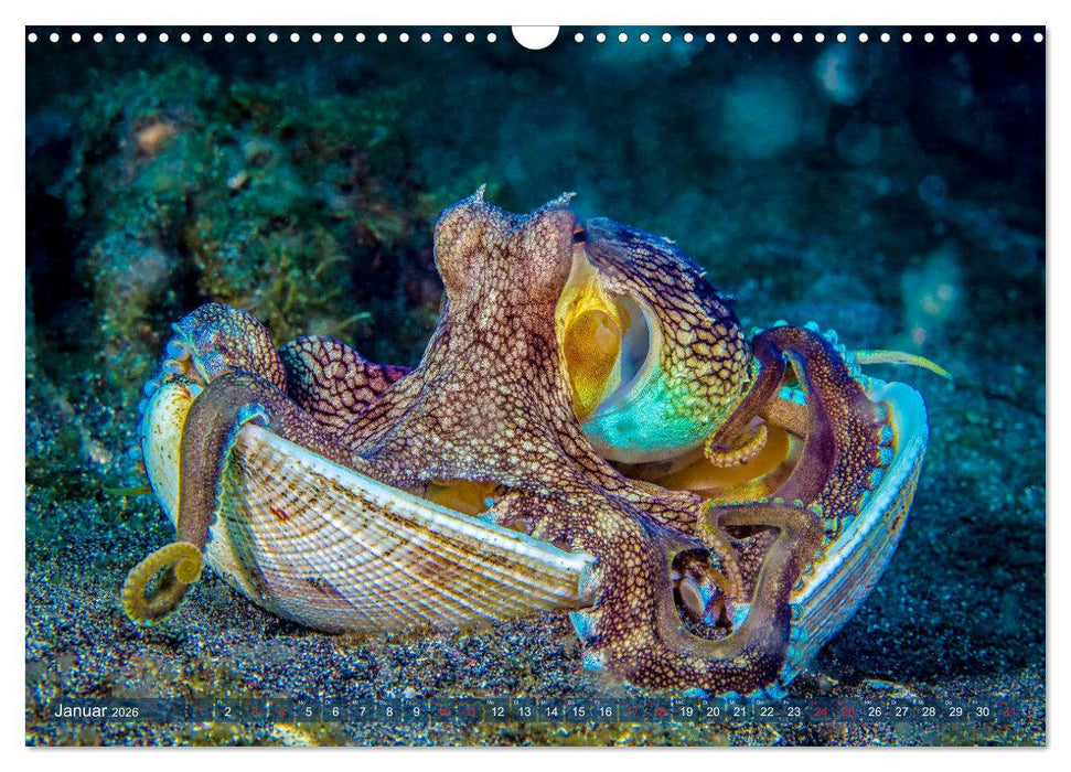 Wunderwelt Unterwasser (CALVENDO Wandkalender 2026)