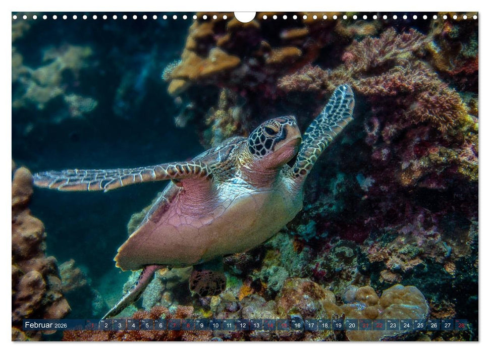 Wunderwelt Unterwasser (CALVENDO Wandkalender 2026)