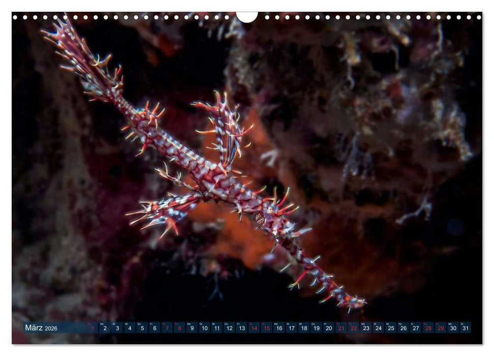 Wunderwelt Unterwasser (CALVENDO Wandkalender 2026)