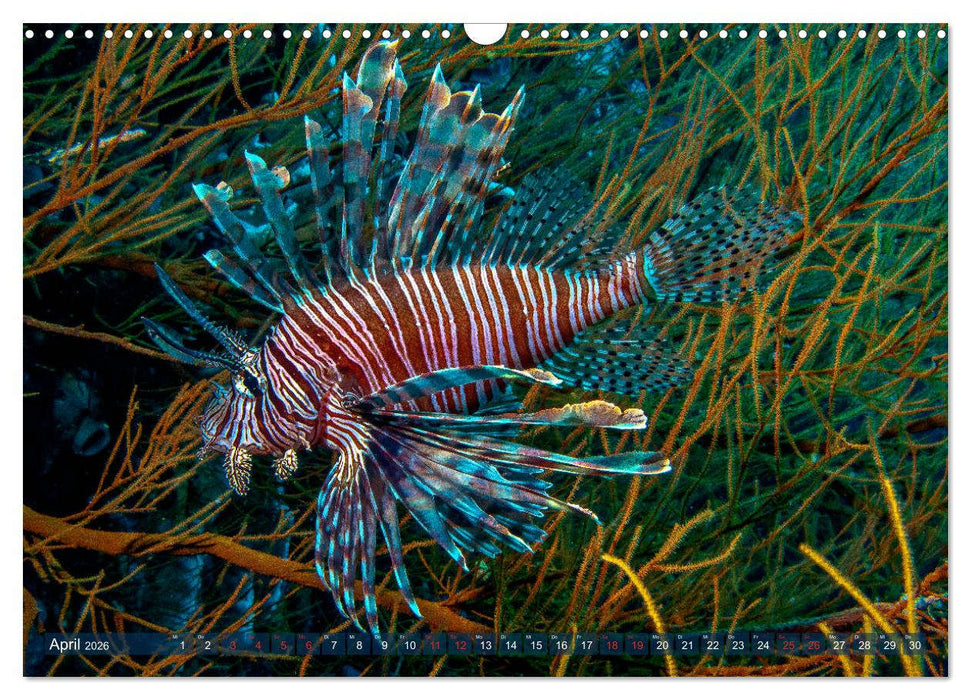 Wunderwelt Unterwasser (CALVENDO Wandkalender 2026)