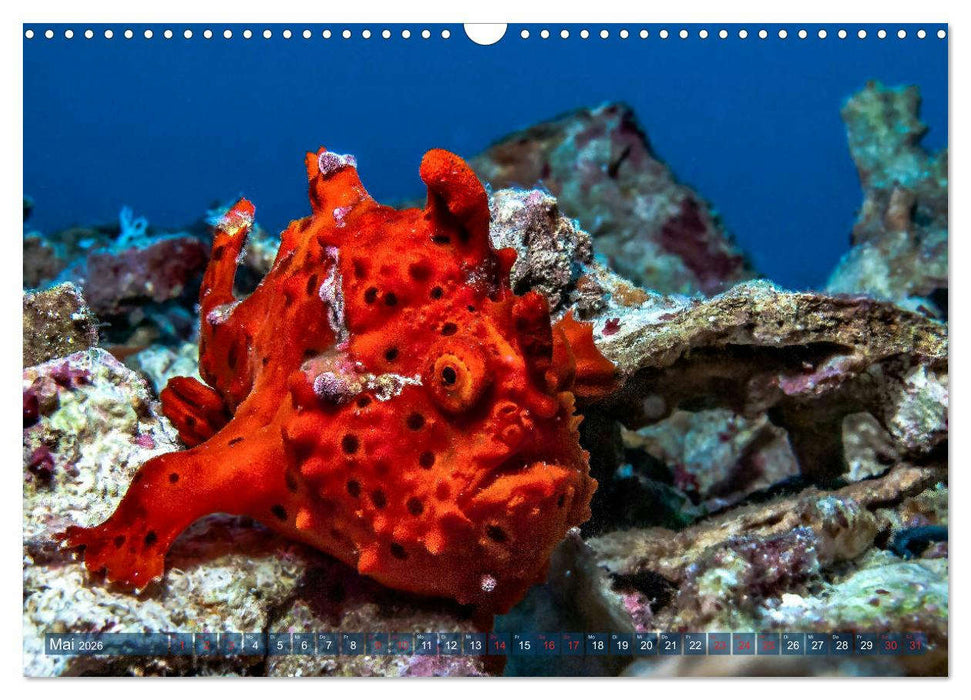 Wunderwelt Unterwasser (CALVENDO Wandkalender 2026)