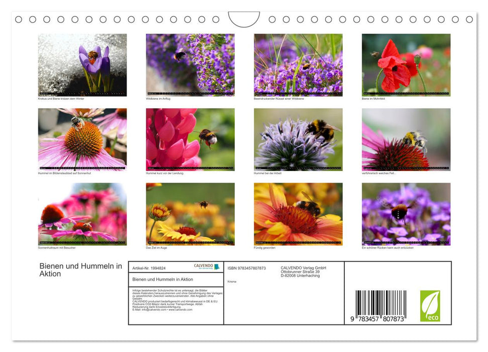 Bienen und Hummeln in Aktion (CALVENDO Wandkalender 2026)