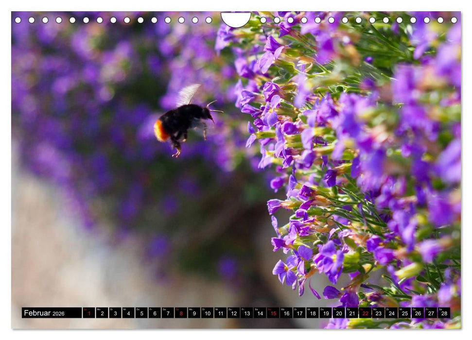Bienen und Hummeln in Aktion (CALVENDO Wandkalender 2026)