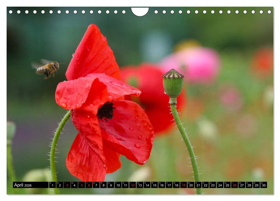 Bienen und Hummeln in Aktion (CALVENDO Wandkalender 2026)