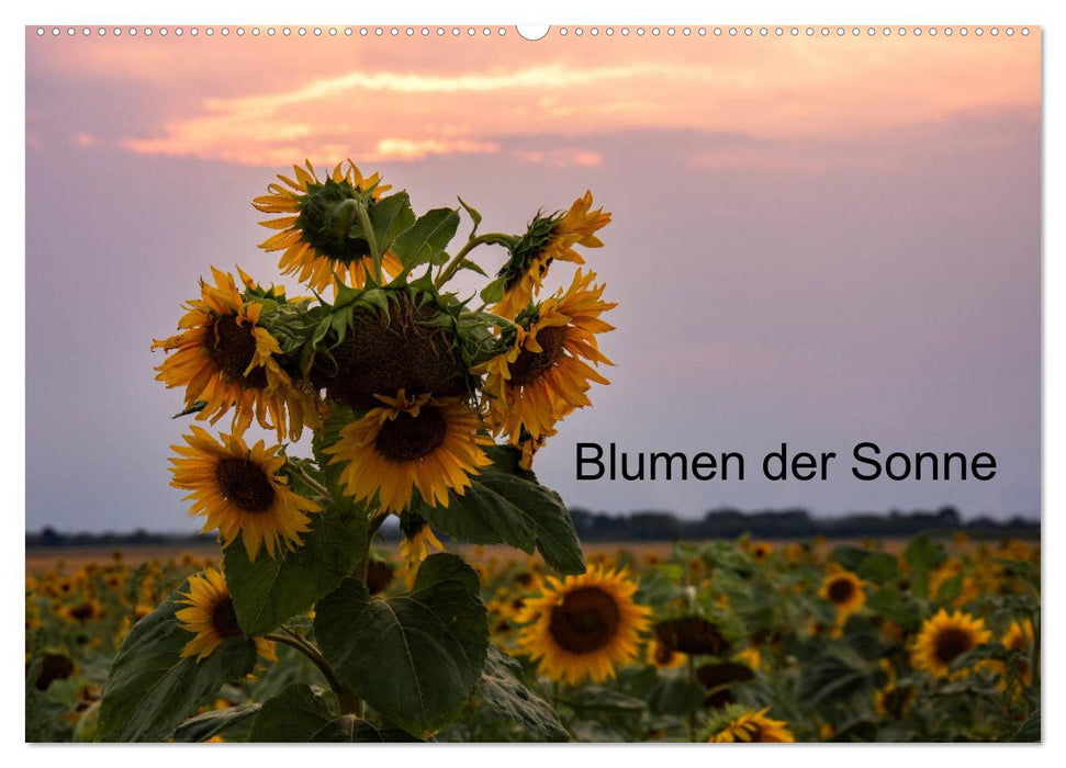Blumen der Sonne (CALVENDO Wandkalender 2026)