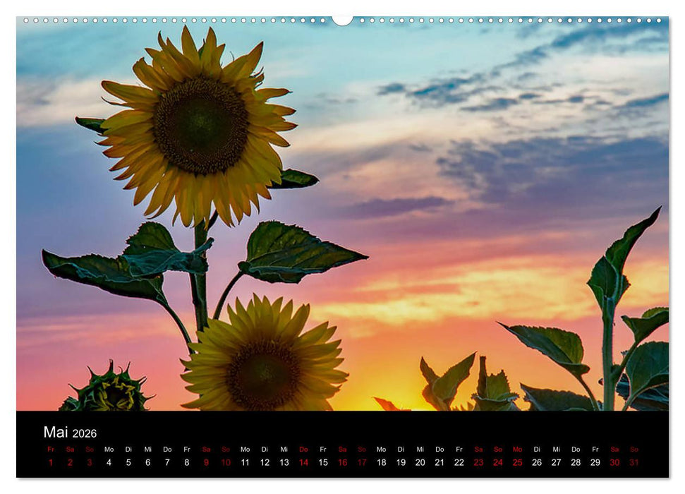 Blumen der Sonne (CALVENDO Wandkalender 2026)