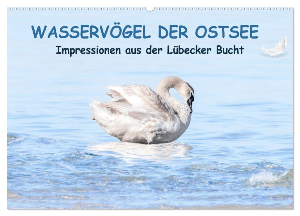 Wasservögel der Ostsee - Impressionen aus der Lübecker Bucht (CALVENDO Wandkalender 2026)