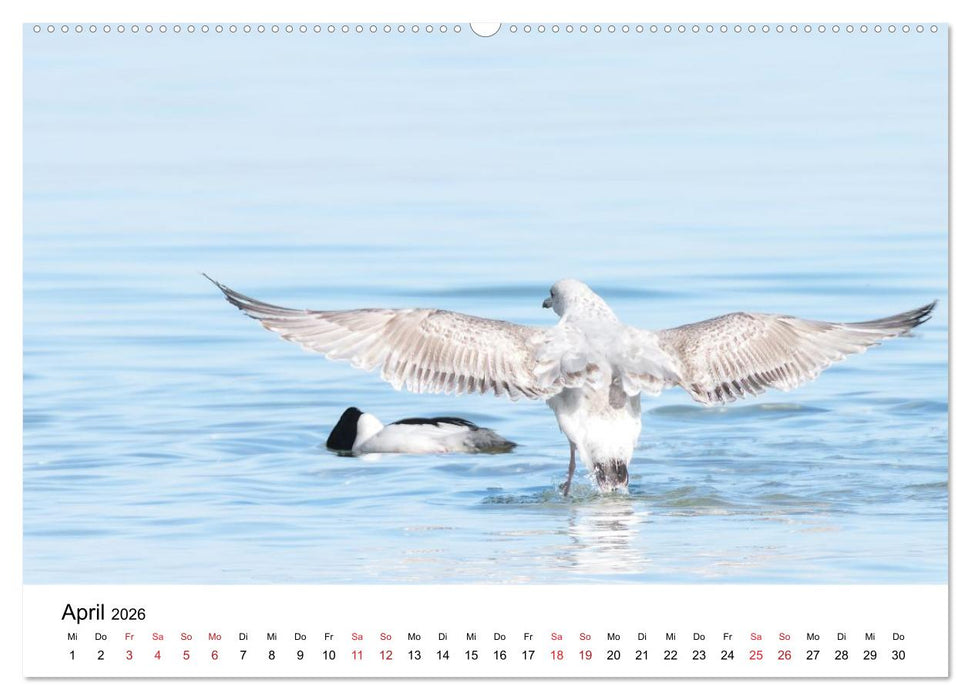Wasservögel der Ostsee - Impressionen aus der Lübecker Bucht (CALVENDO Wandkalender 2026)