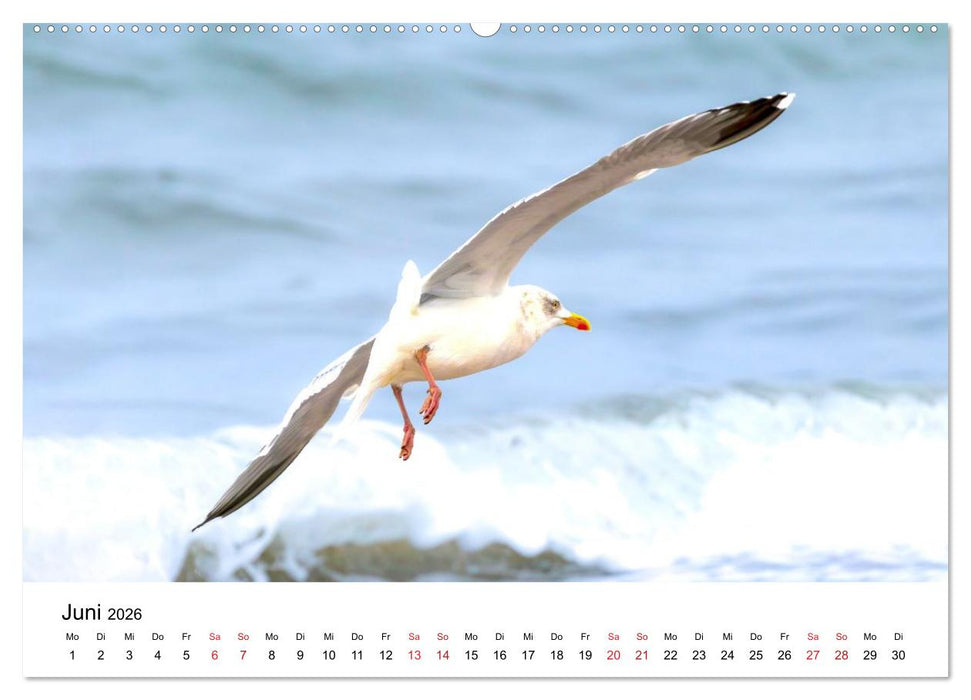 Wasservögel der Ostsee - Impressionen aus der Lübecker Bucht (CALVENDO Wandkalender 2026)