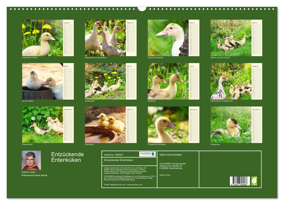 Entzückende Entenküken (CALVENDO Wandkalender 2026)