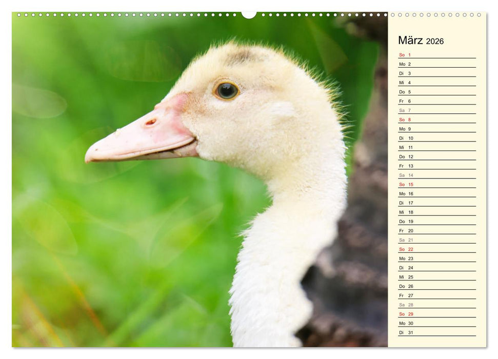 Entzückende Entenküken (CALVENDO Wandkalender 2026)