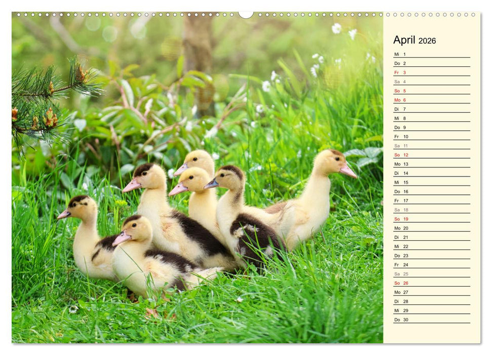 Entzückende Entenküken (CALVENDO Wandkalender 2026)
