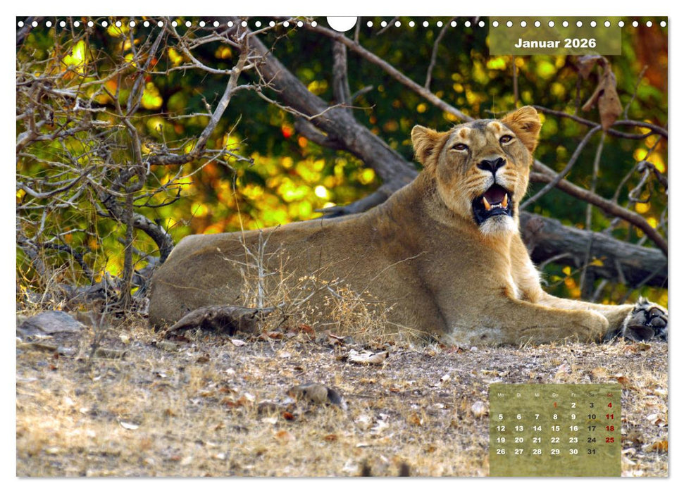 Wilde Tiere Indiens (CALVENDO Wandkalender 2026)