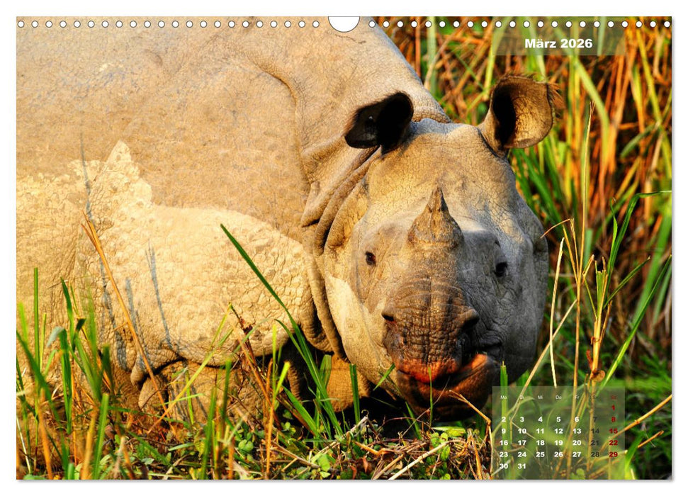Wilde Tiere Indiens (CALVENDO Wandkalender 2026)