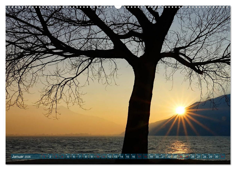 Mit Bäumen durchs Jahr (CALVENDO Wandkalender 2026)