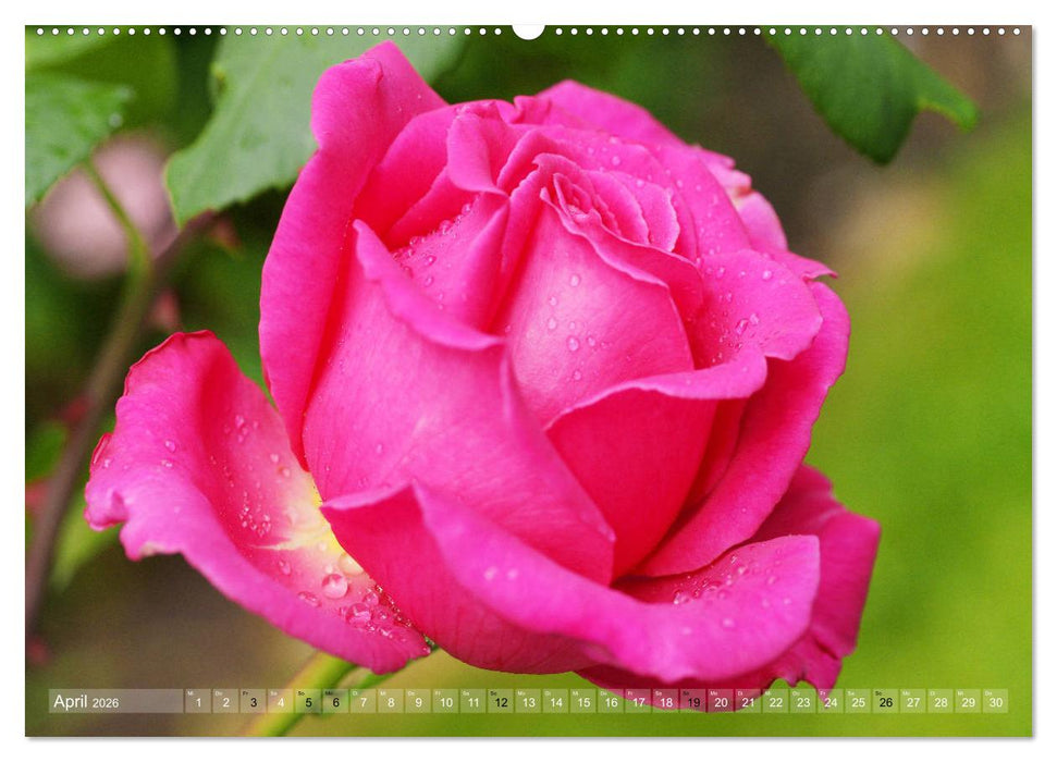 Stolze Rosen (CALVENDO Wandkalender 2026)