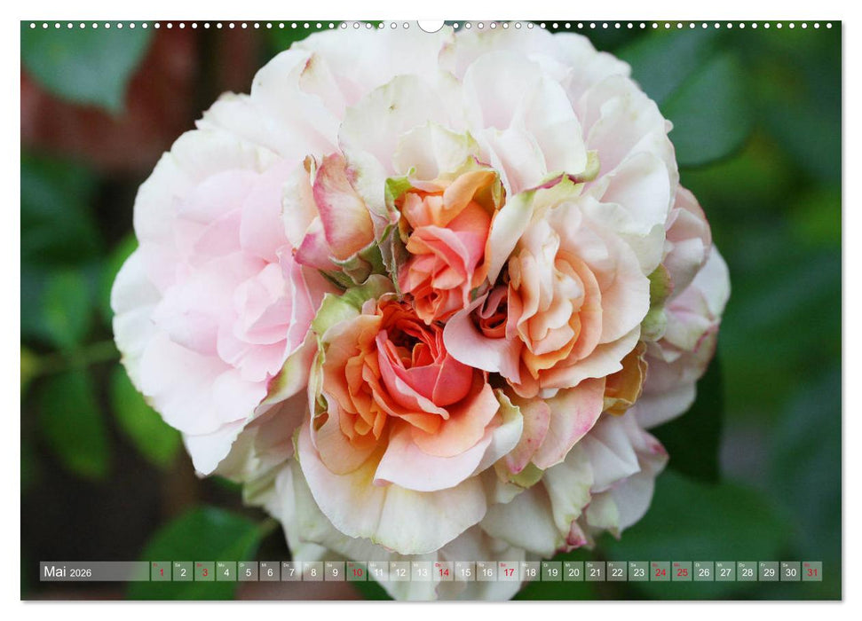 Stolze Rosen (CALVENDO Wandkalender 2026)