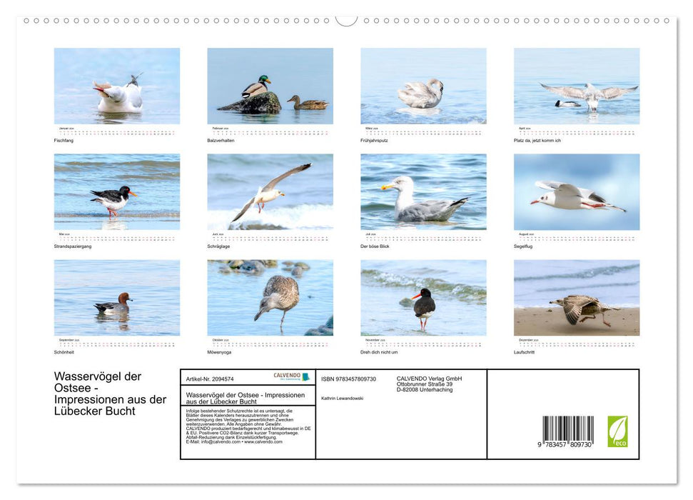 Wasservögel der Ostsee - Impressionen aus der Lübecker Bucht (CALVENDO Premium Wandkalender 2026)