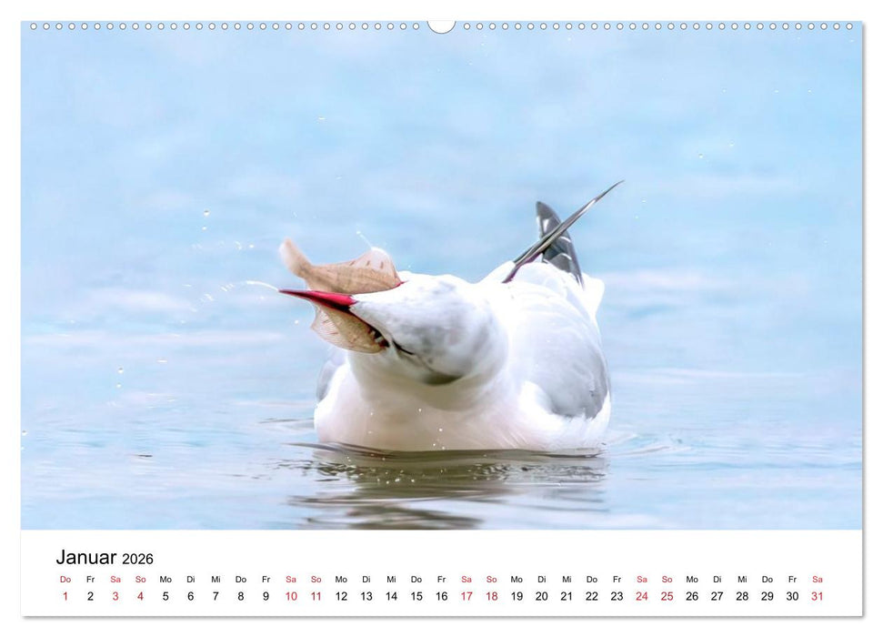 Wasservögel der Ostsee - Impressionen aus der Lübecker Bucht (CALVENDO Premium Wandkalender 2026)